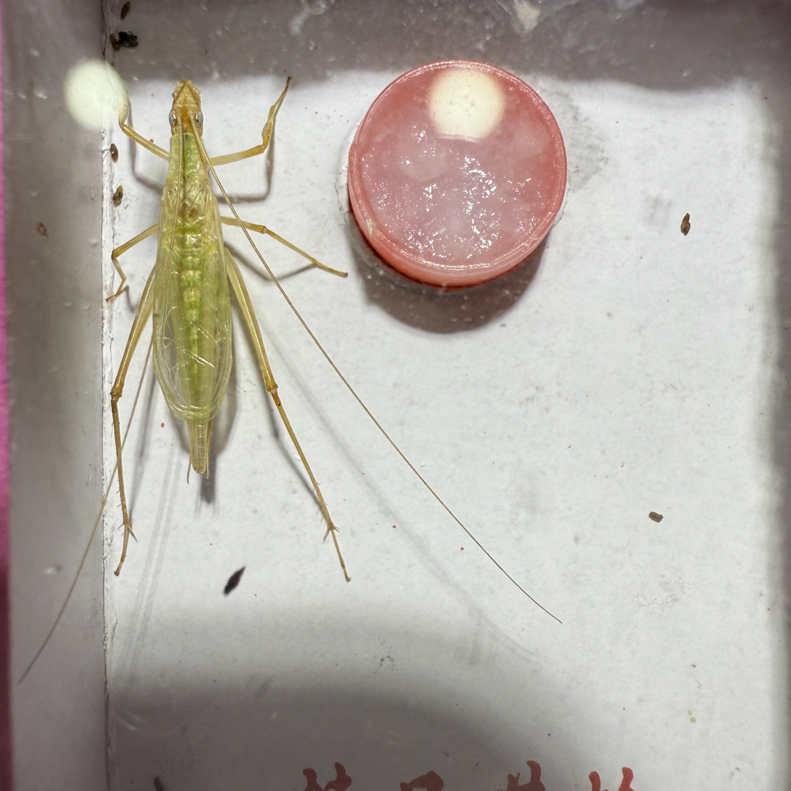 紫竹蛉鸣虫爬虫模型