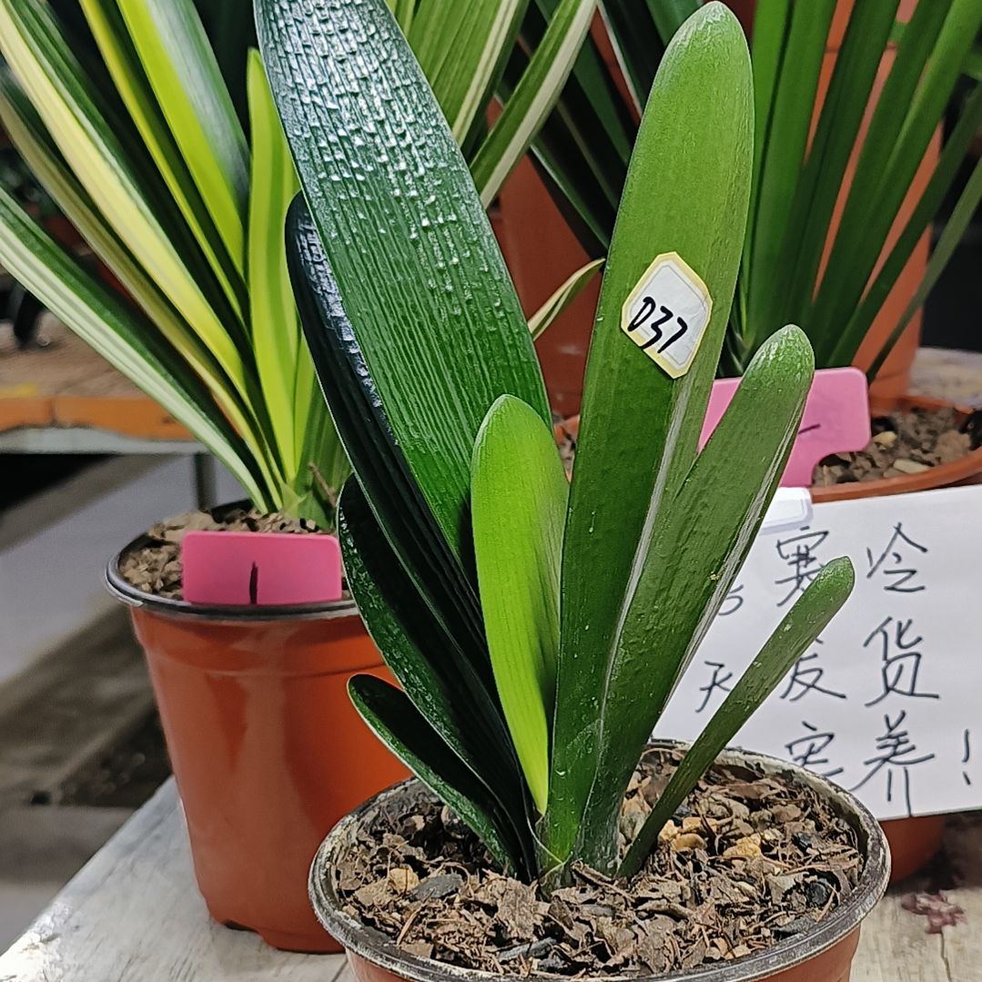 盖***哥完全开放君子兰默认037