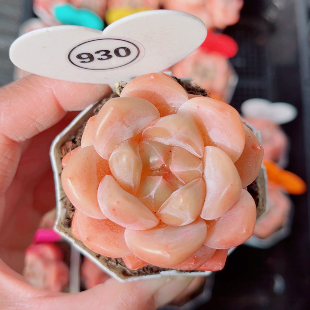 930号小老桩糖心单头