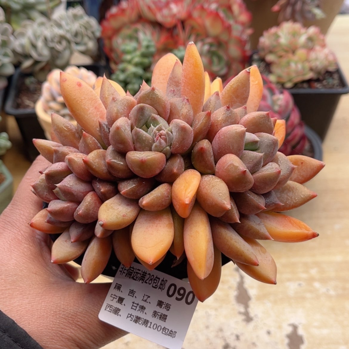 【闪购商品】090象牙