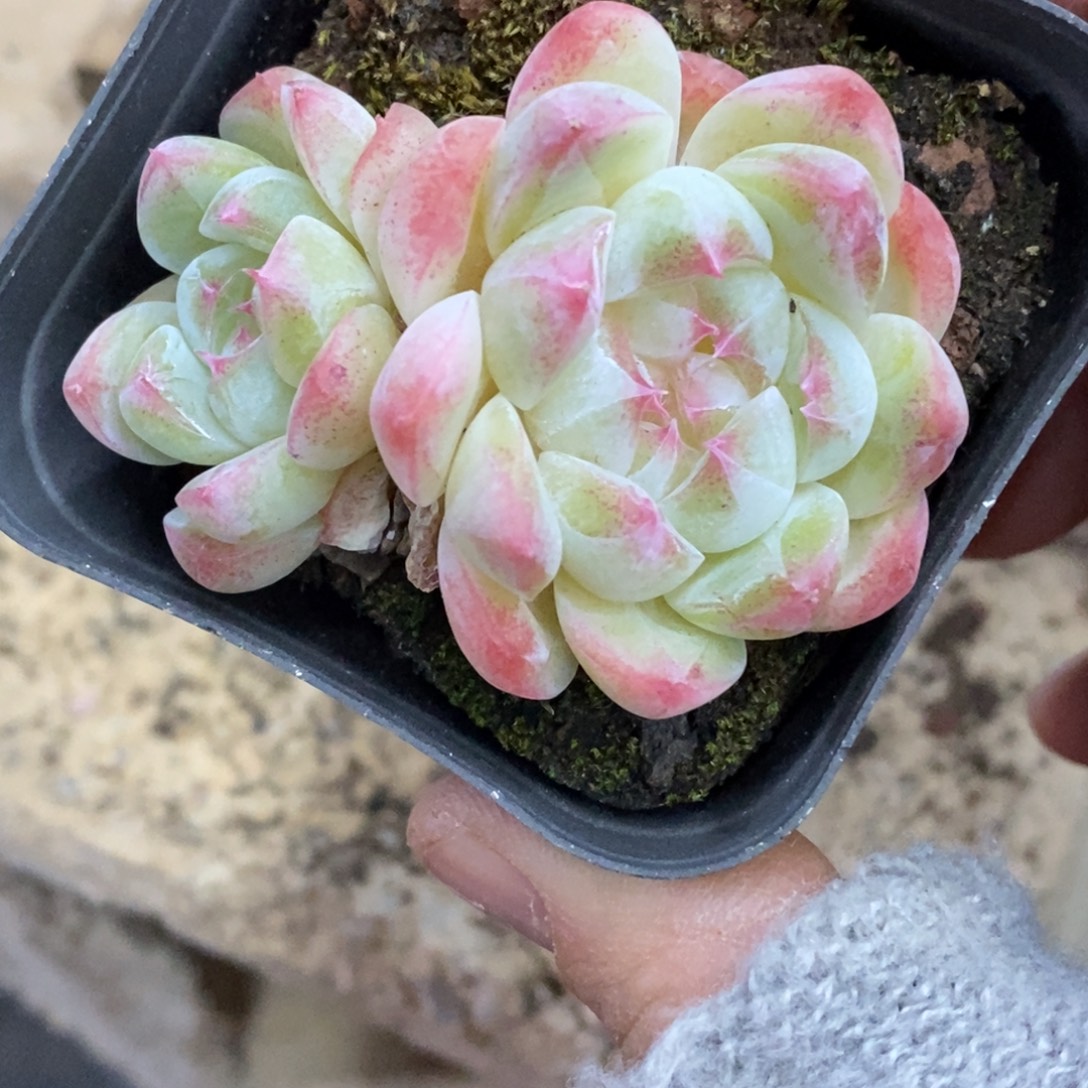 精品多肉一物一拍不包整