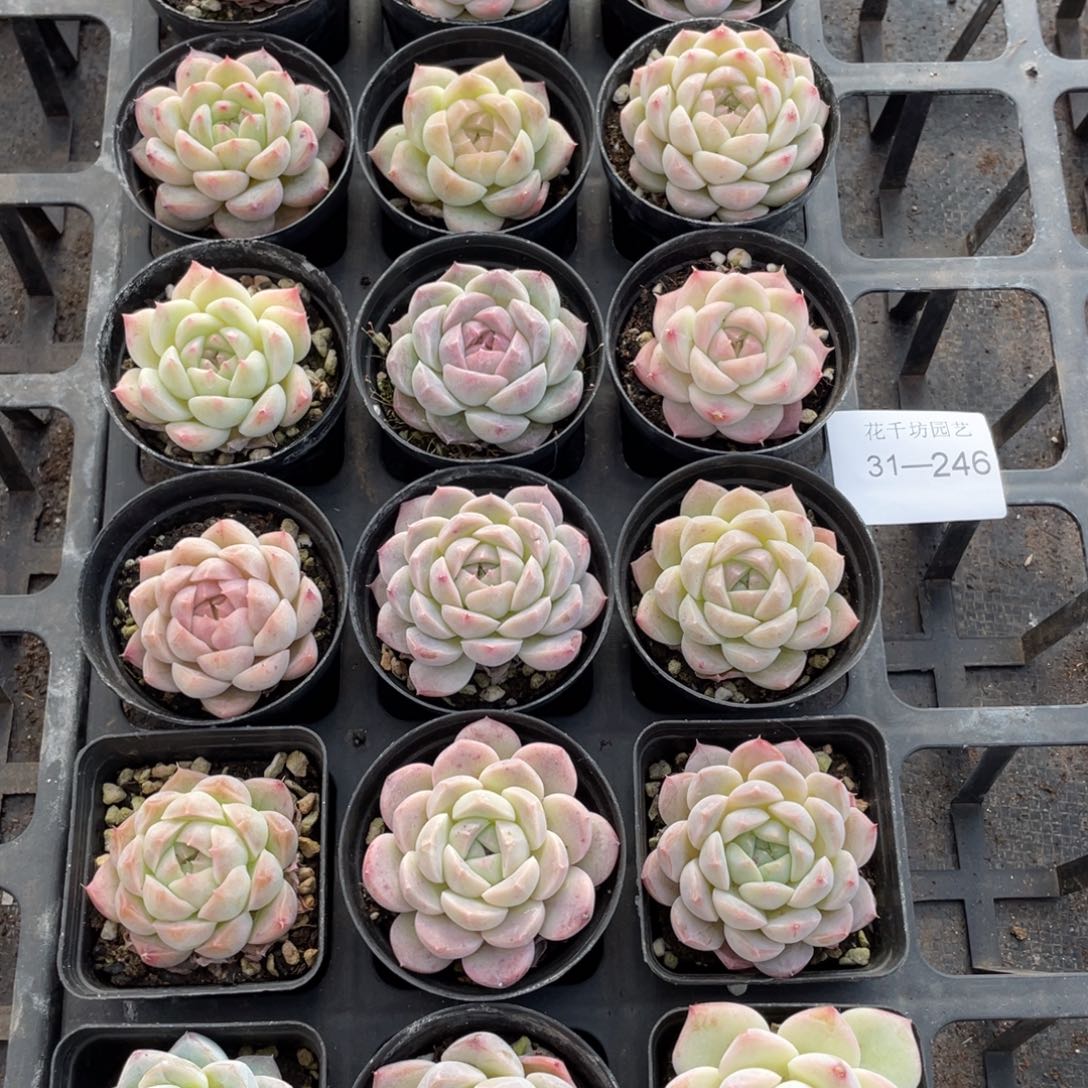 一物一拍18棵31-246