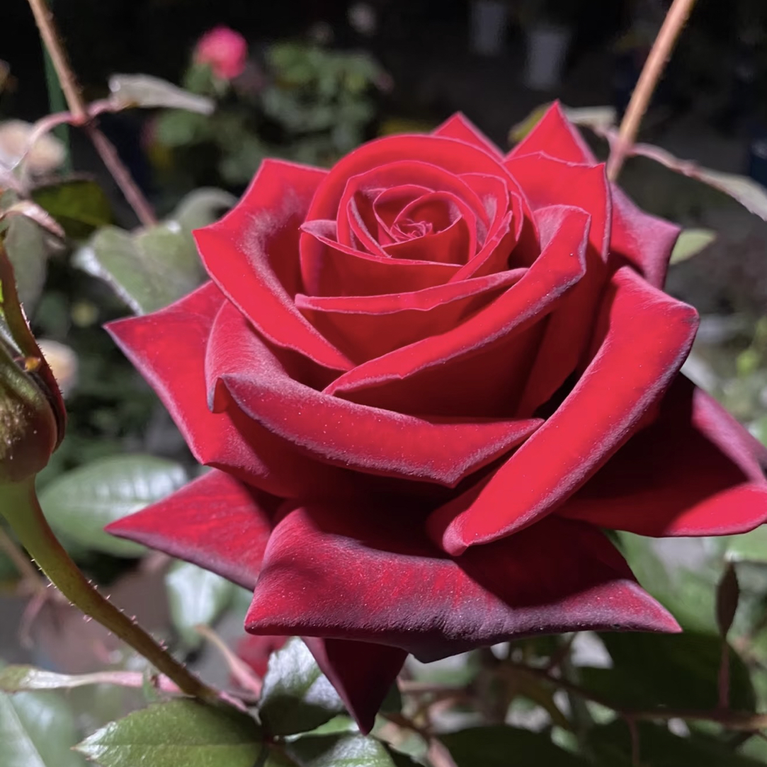 黑魔术玫瑰花苗四季开花阳台庭院盆栽抗病好养易活花卉