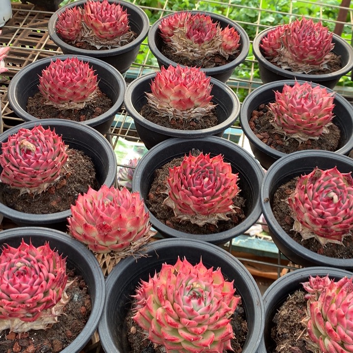 粉透体托斯卡内利多肉植物两单包邮