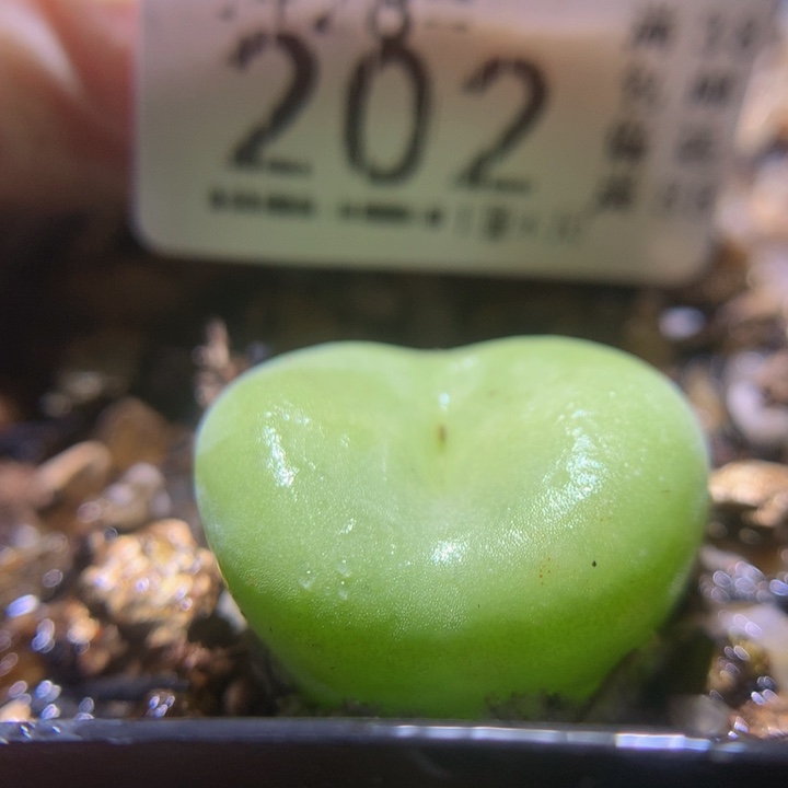 精品生石花28.202