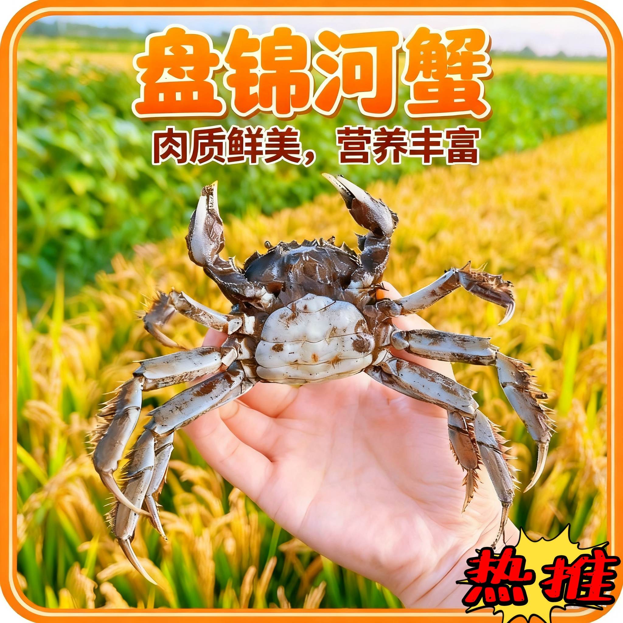 满翼【活蟹】盘锦河蟹 全母蟹1-1.3两/只 2斤 顺丰包邮