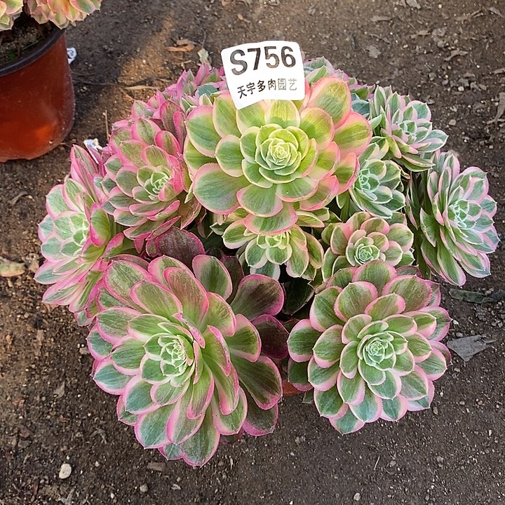 风***年多肉植物孔雀翎756