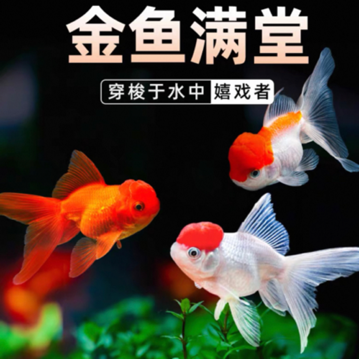 大金鱼 9条 8-10公分 混搭发货