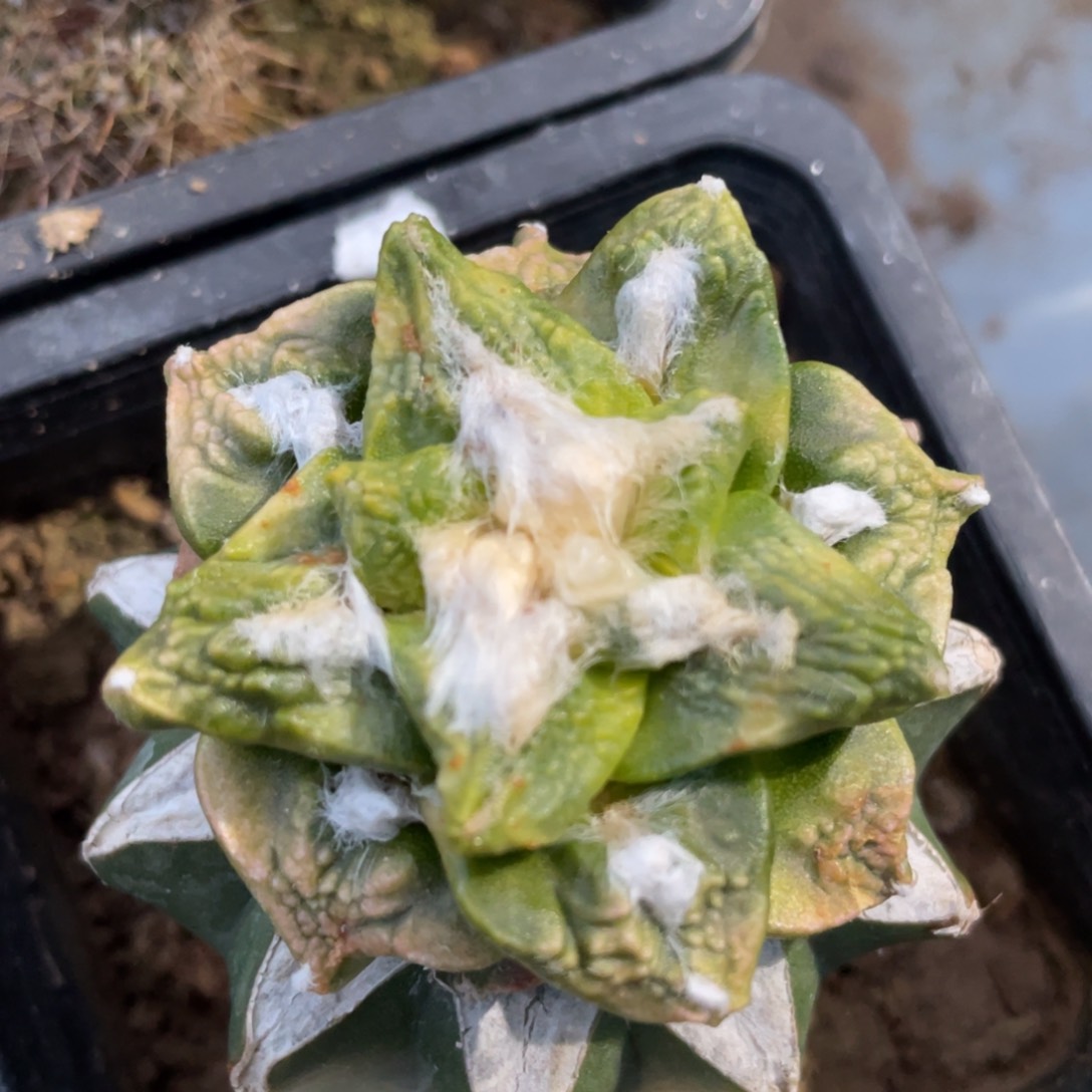 无花朵仙人球开花036 仙人球