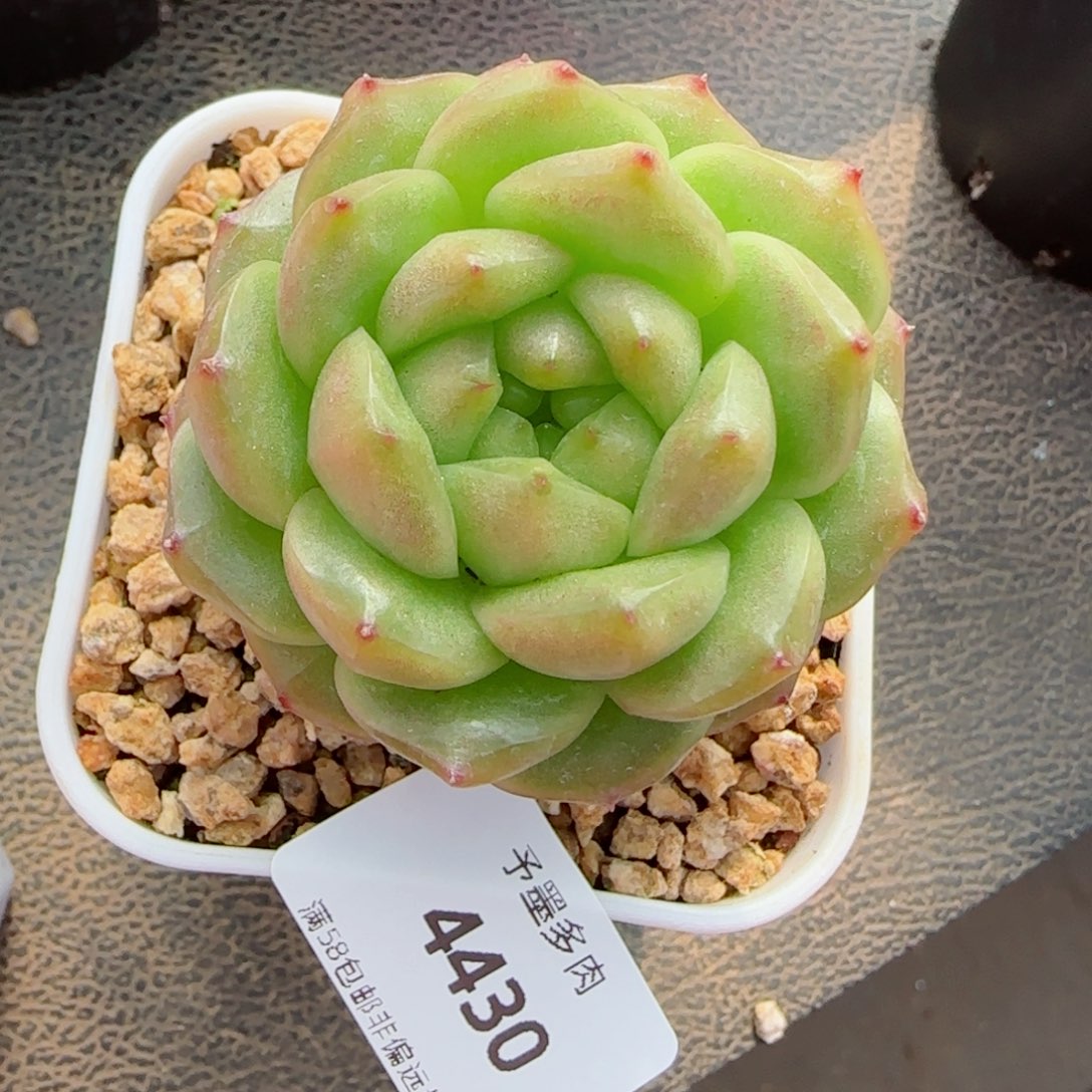 灯泡珍妮，4430多肉植物