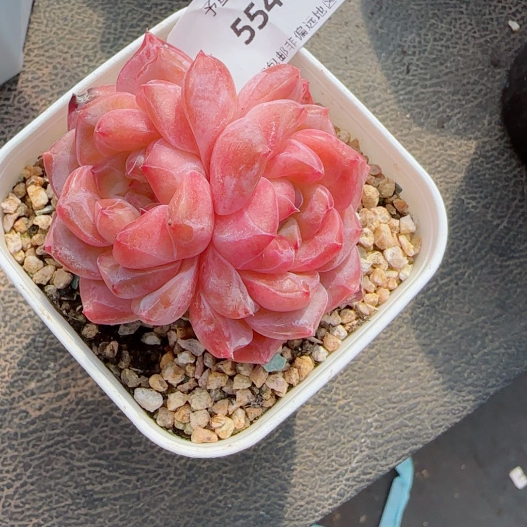 雪魄，5542多肉植物