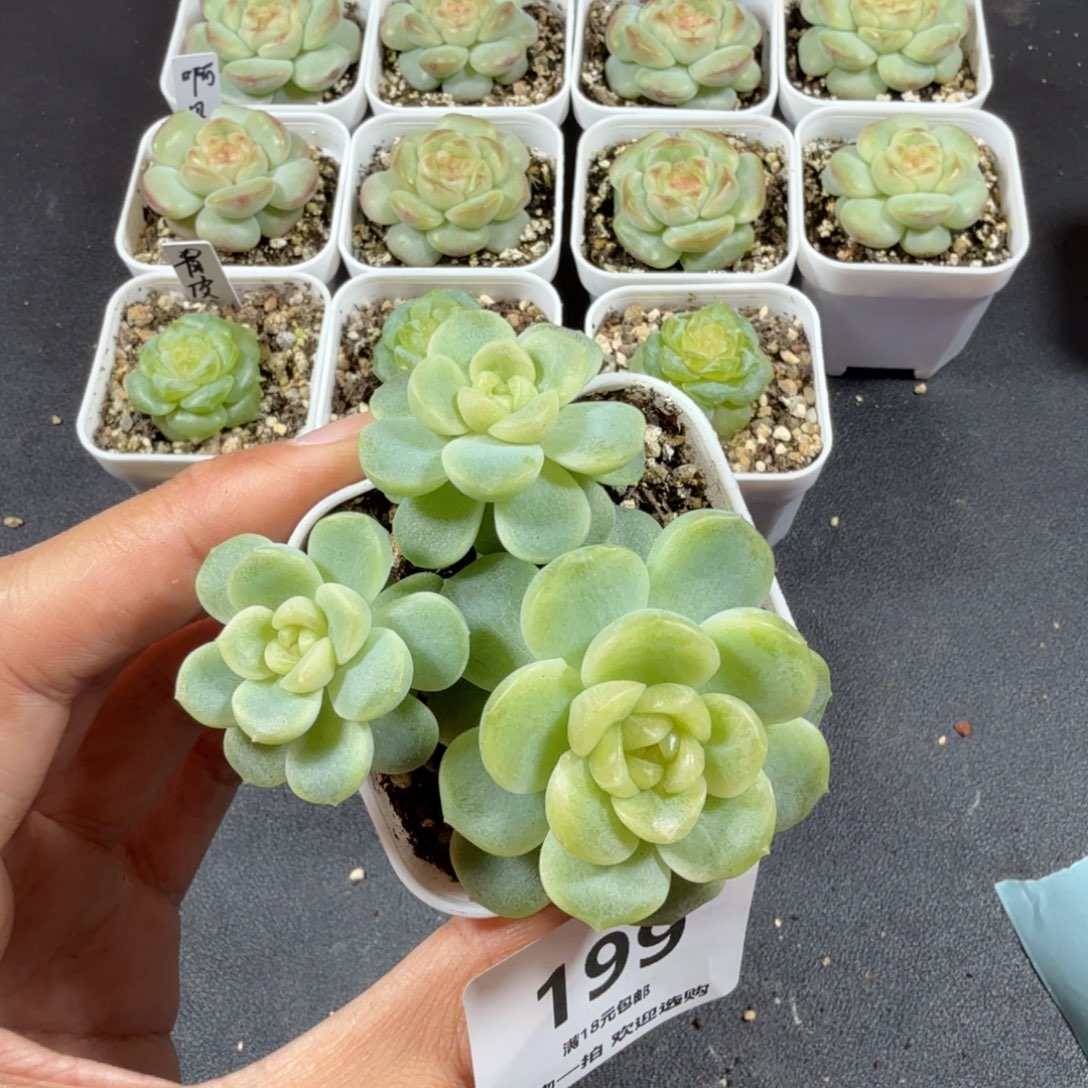 无尽灯不包整一物一拍199