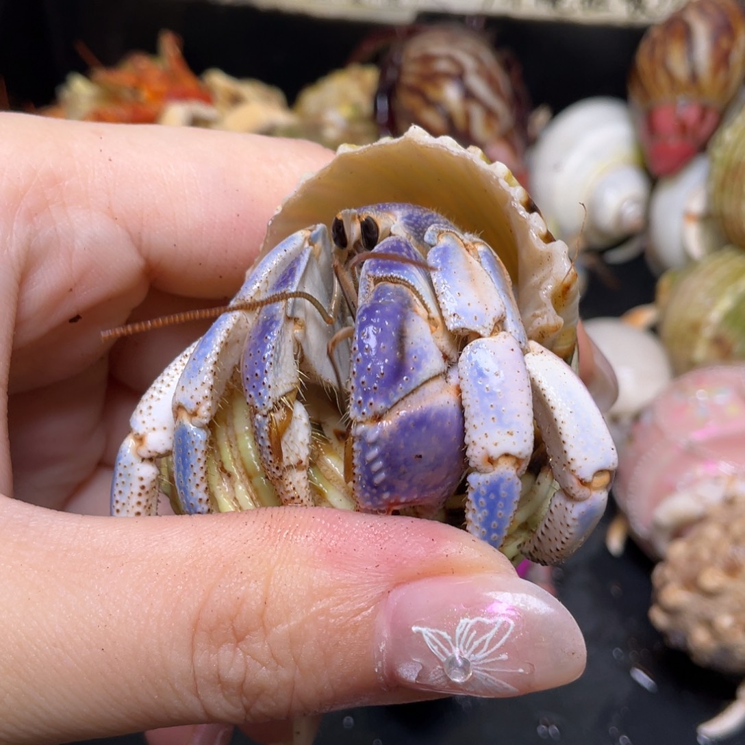 7号紫路，26口寄居蟹