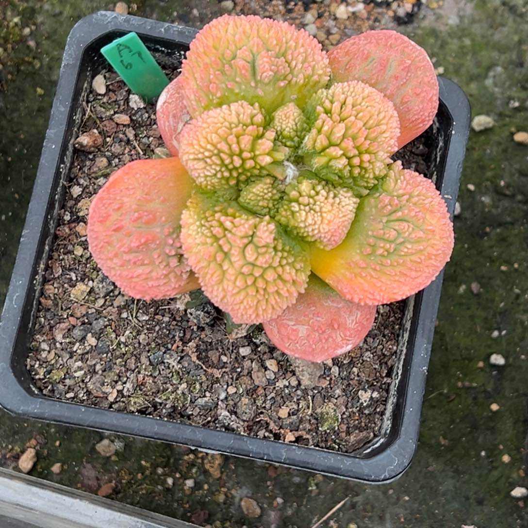 用****8岩牡丹锦带盆发A67