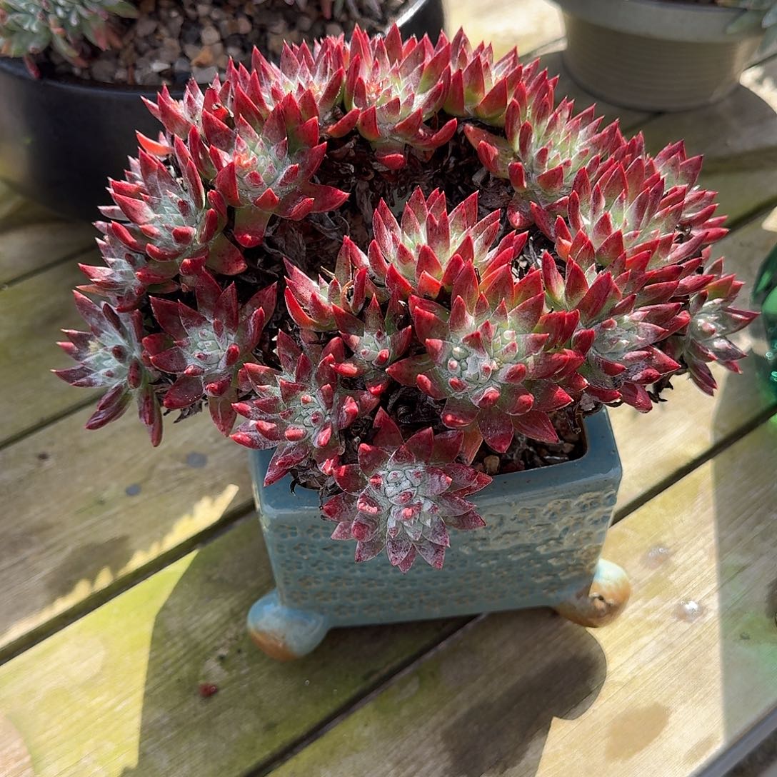 W***.多肉植物一物一拍1209006W