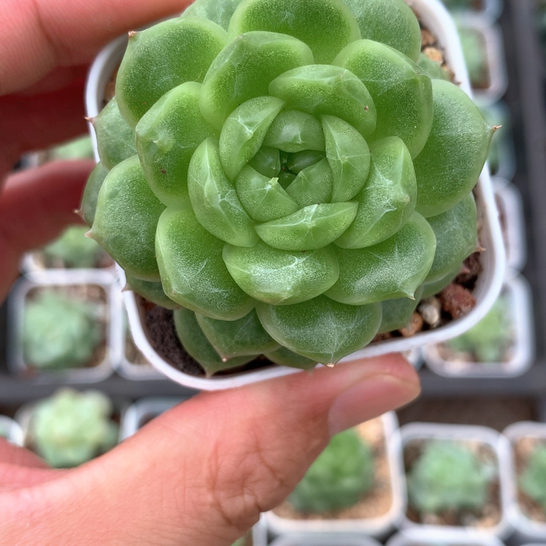 绿油体麦秆。     10号