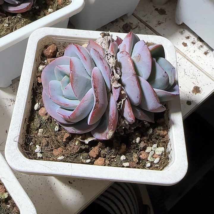 青蛙王子儿童牙膏111