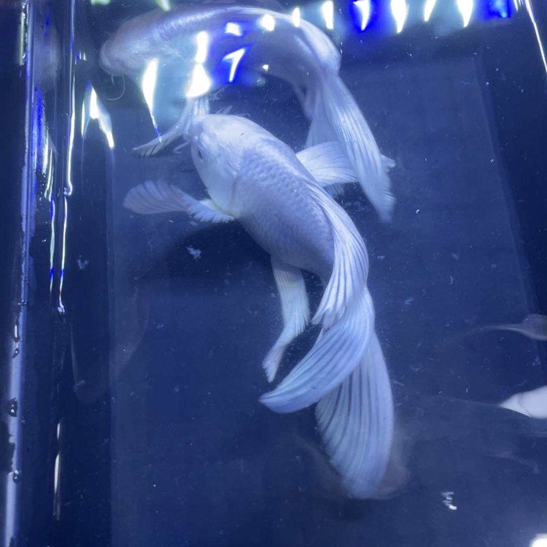 小***明蝴蝶鲤鱼台系贵妃蝴蝶鲤2