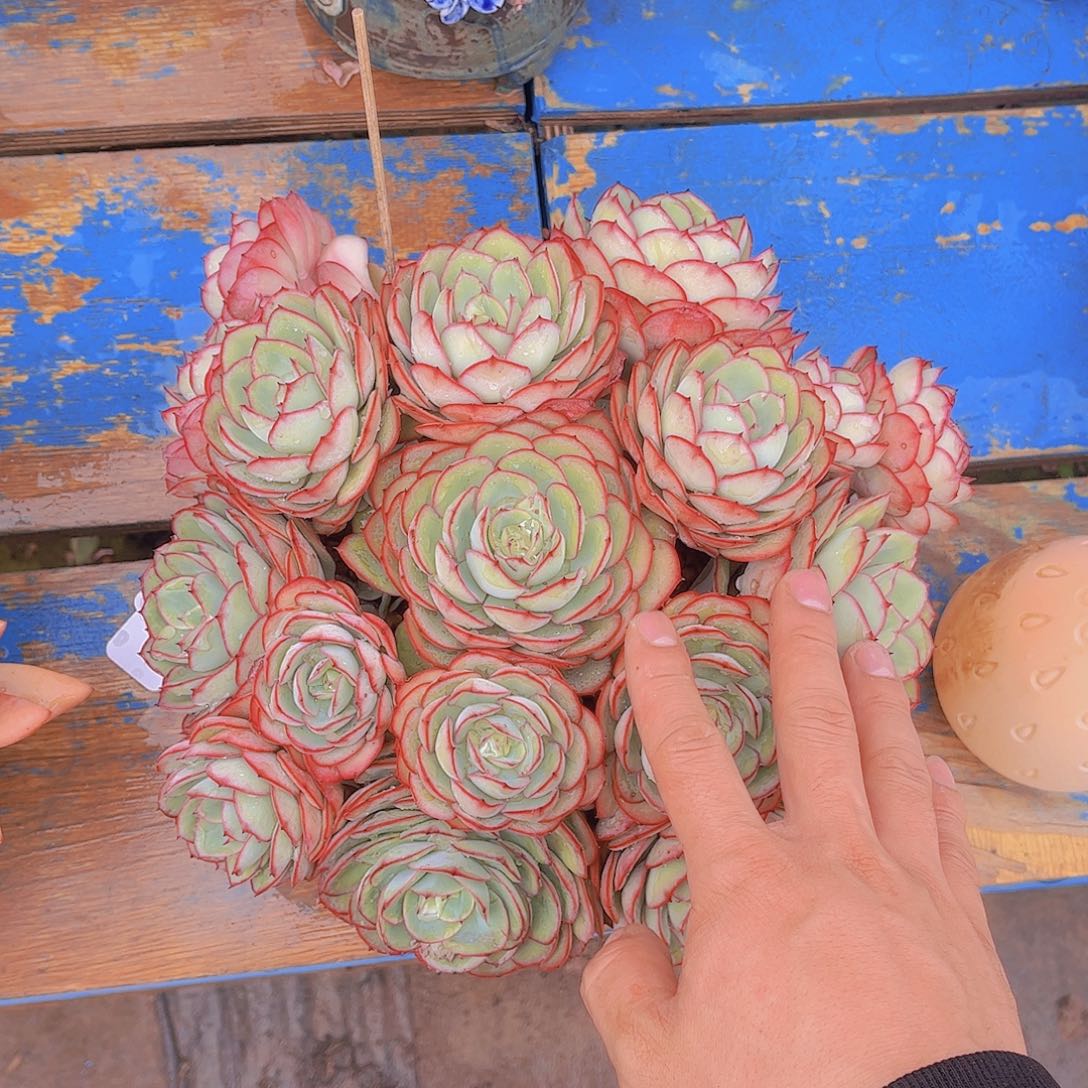 多肉老桩多肉老桩