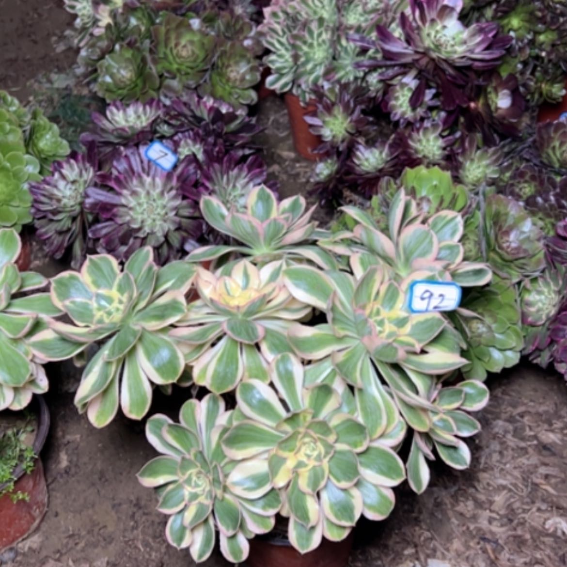 【闪购商品】多肉植物艳姿92