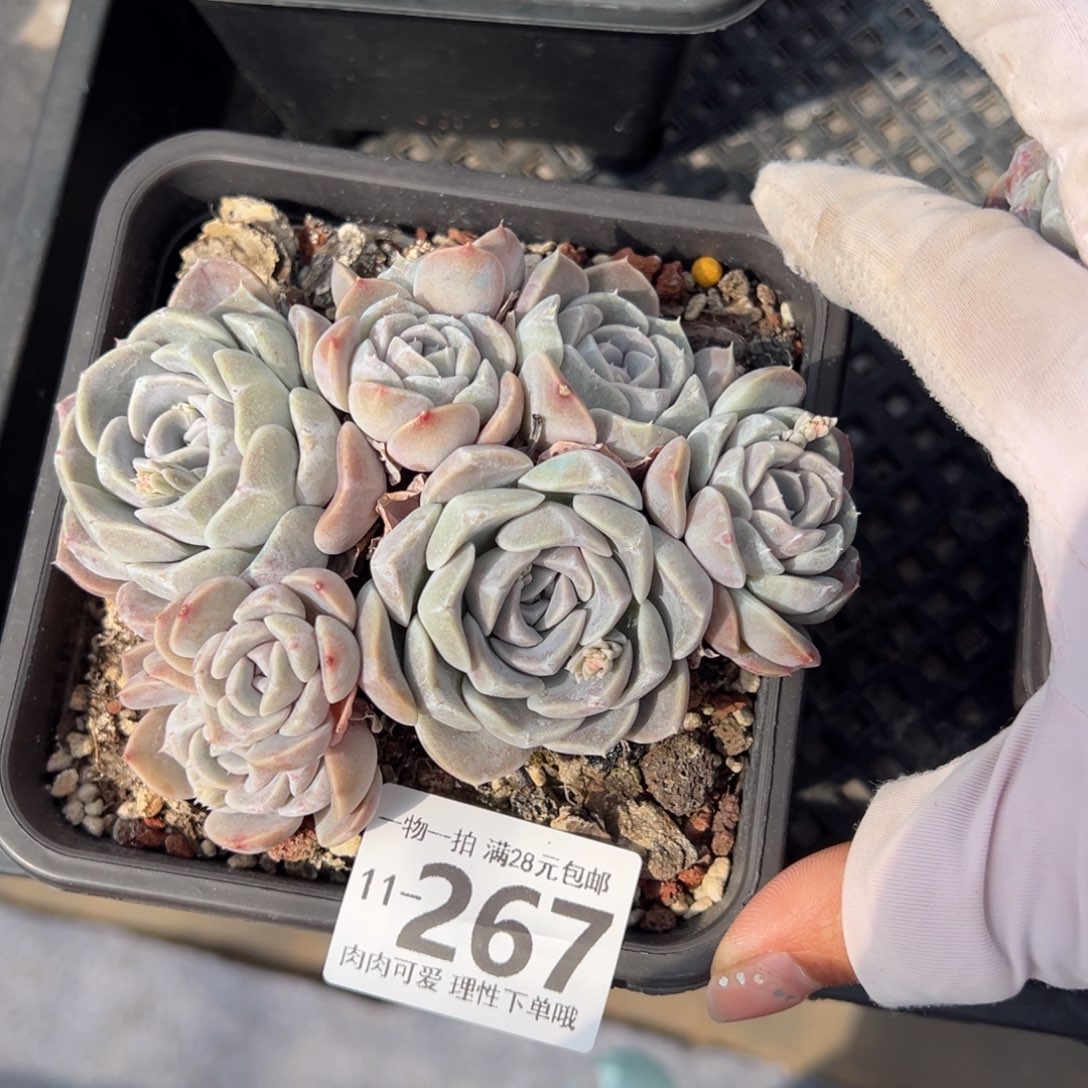 汉堡，多肉多肉多肉多肉