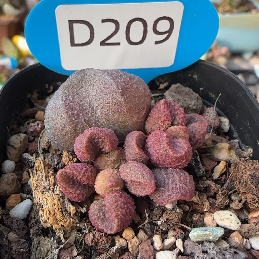 水蜜桃。  209。     