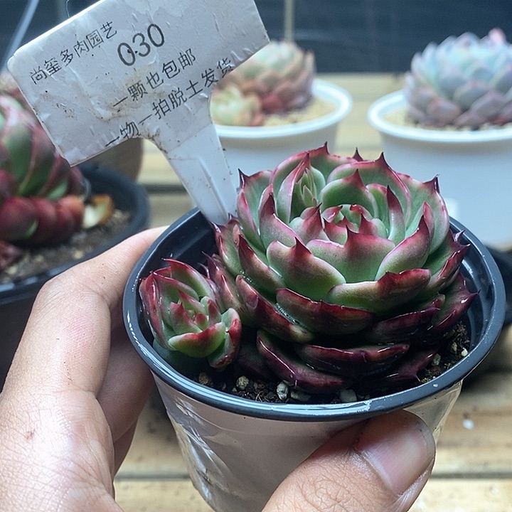 惊鸿仙子一物一拍030