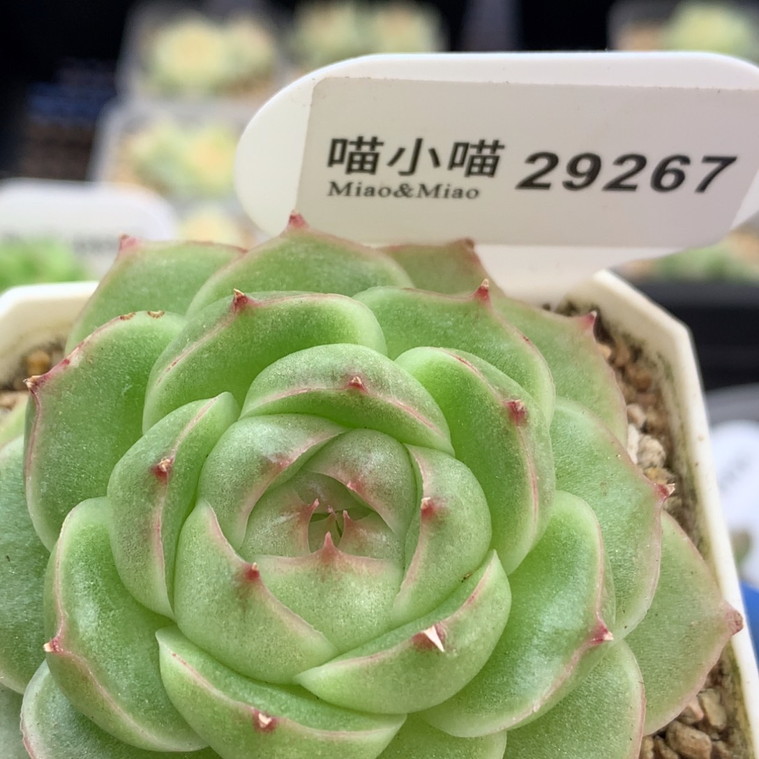 多肉植物杂交珍妮