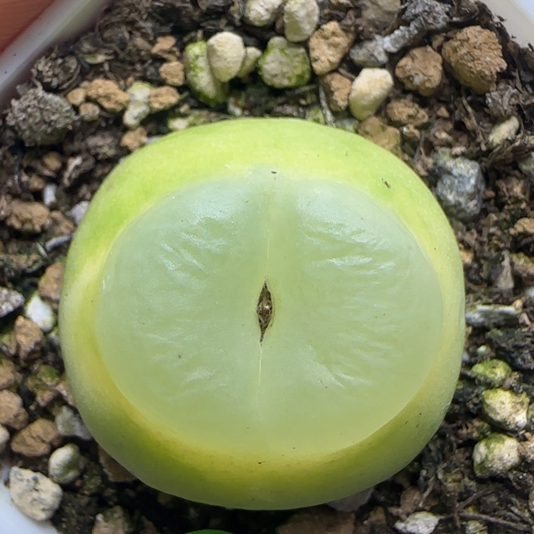 拉登2.5+多肉植物863