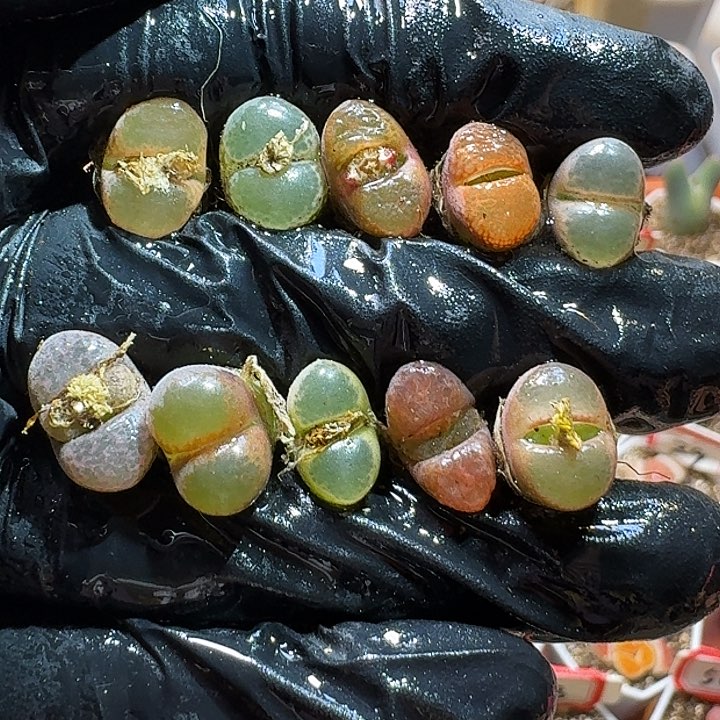 生石花22:：：。 187