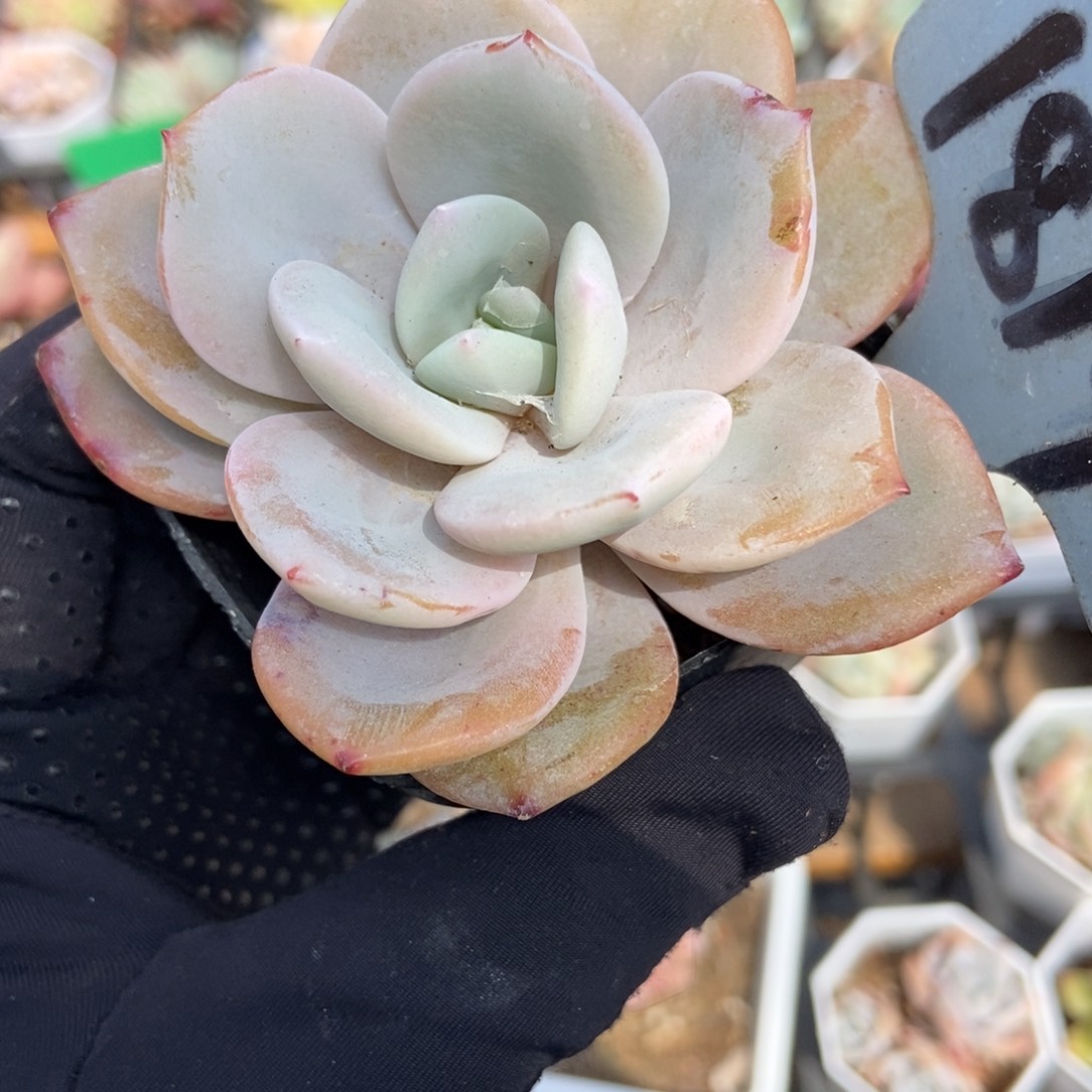 1819奶茶多肉植物保护