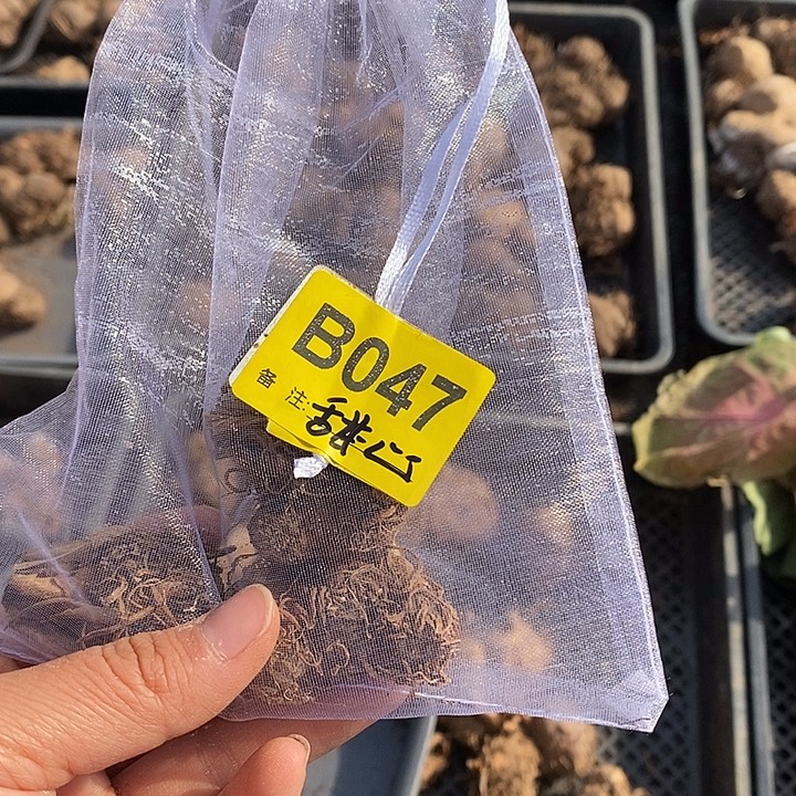 5***0甜心裸球B047禁退不售后