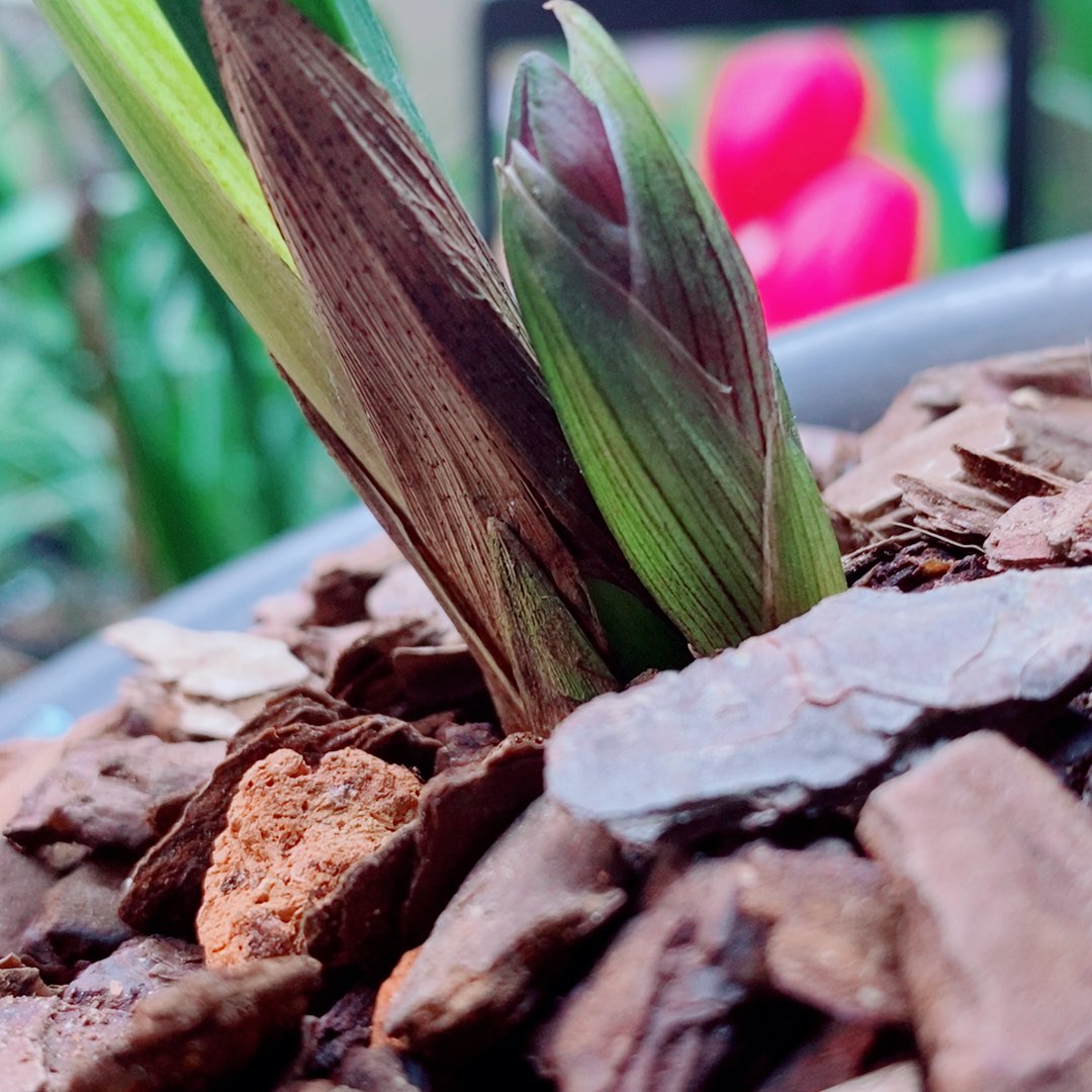 当前无花栽培后可以开花