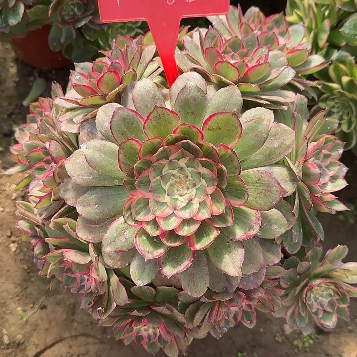 4-62莲花座多肉法师