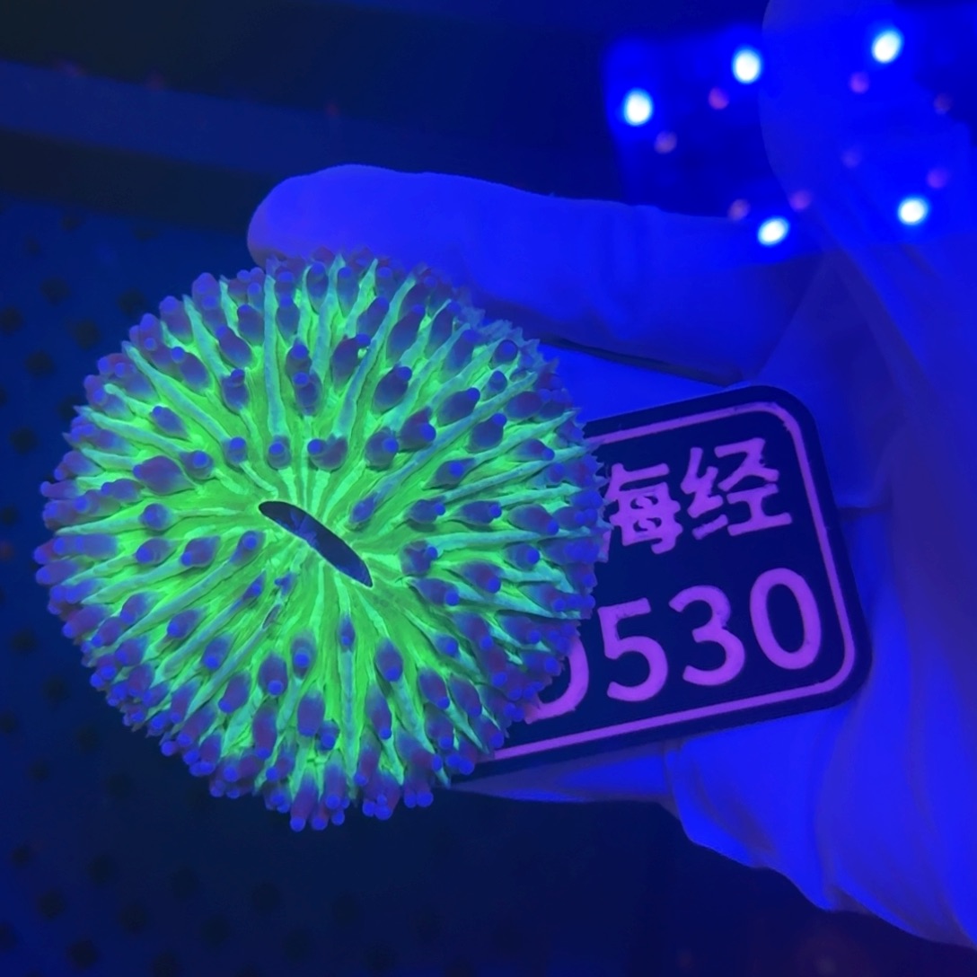 逆***花纽扣珊瑚又又不包邮长须飞盘D530