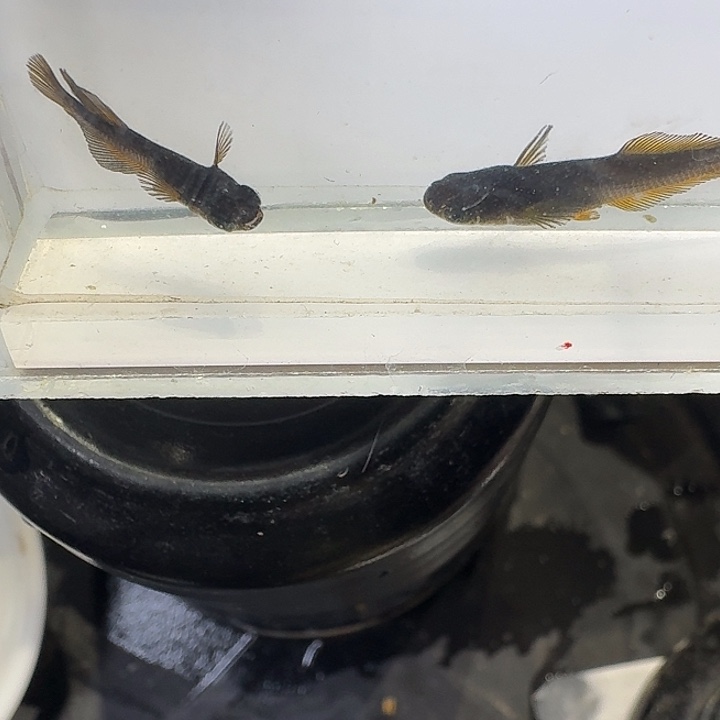 青鳉鱼23号拍品北什宽鳍