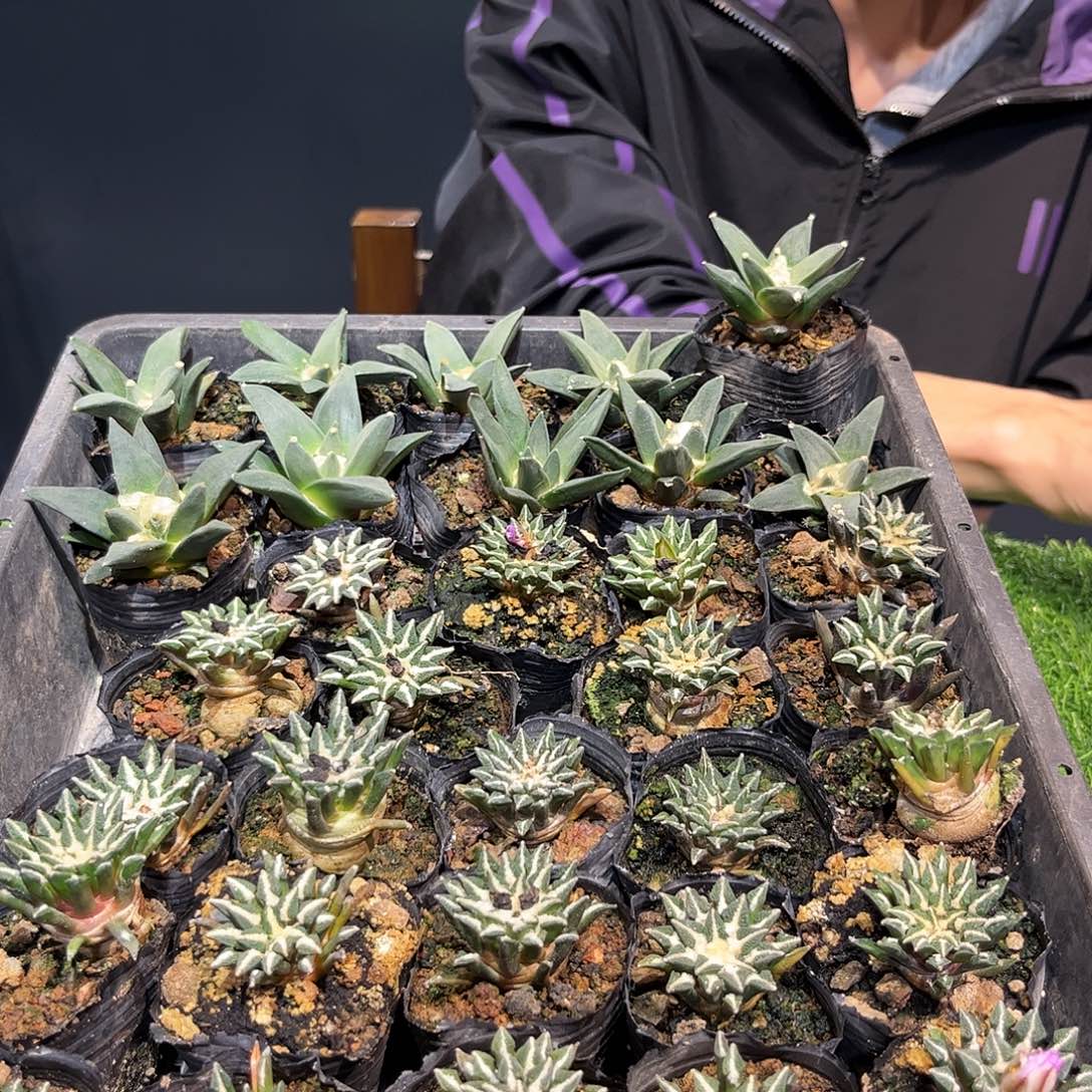 闪***光5颗实生象足牡丹萝卜根