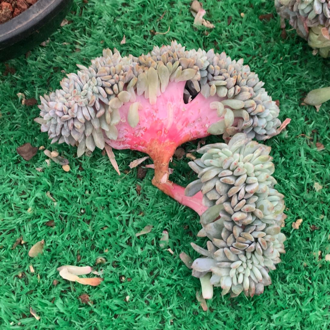 997橙子11111111111