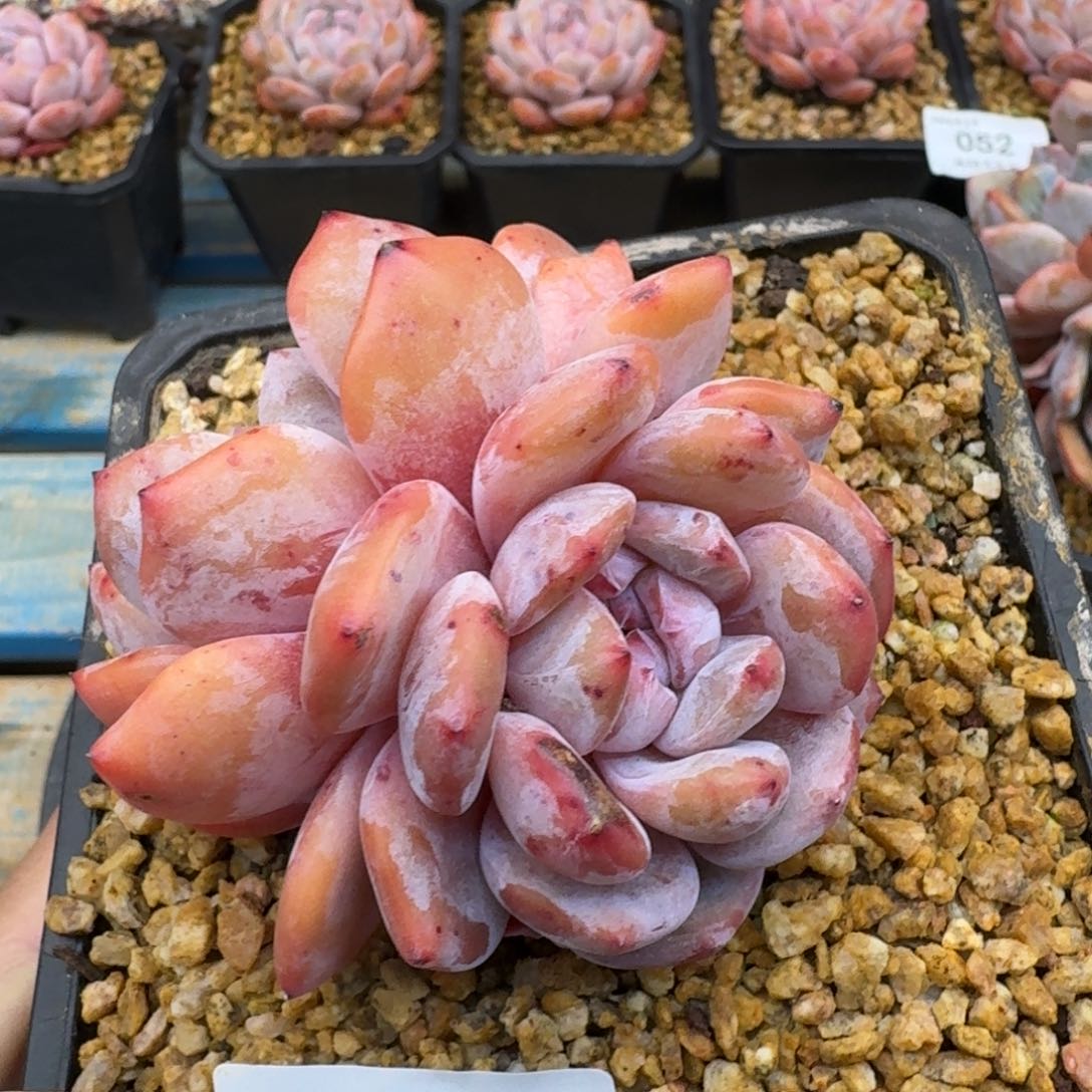 062石榴籽双头无砍8.5cm（满28包邮）