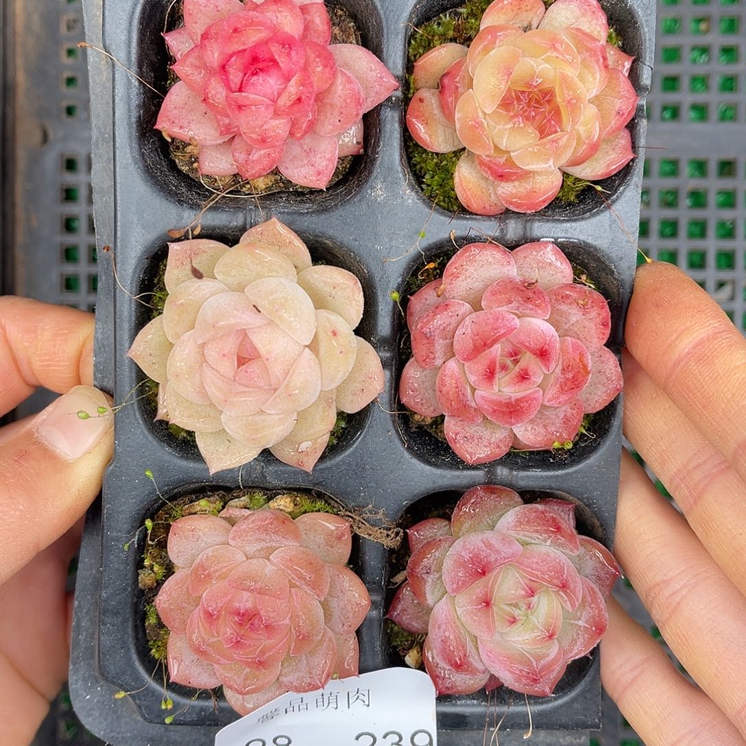 多肉一物一拍28-239