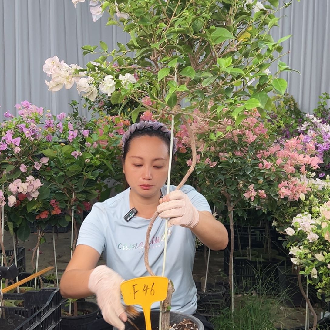 木***惠大部分花苞少量开放F46丽娜