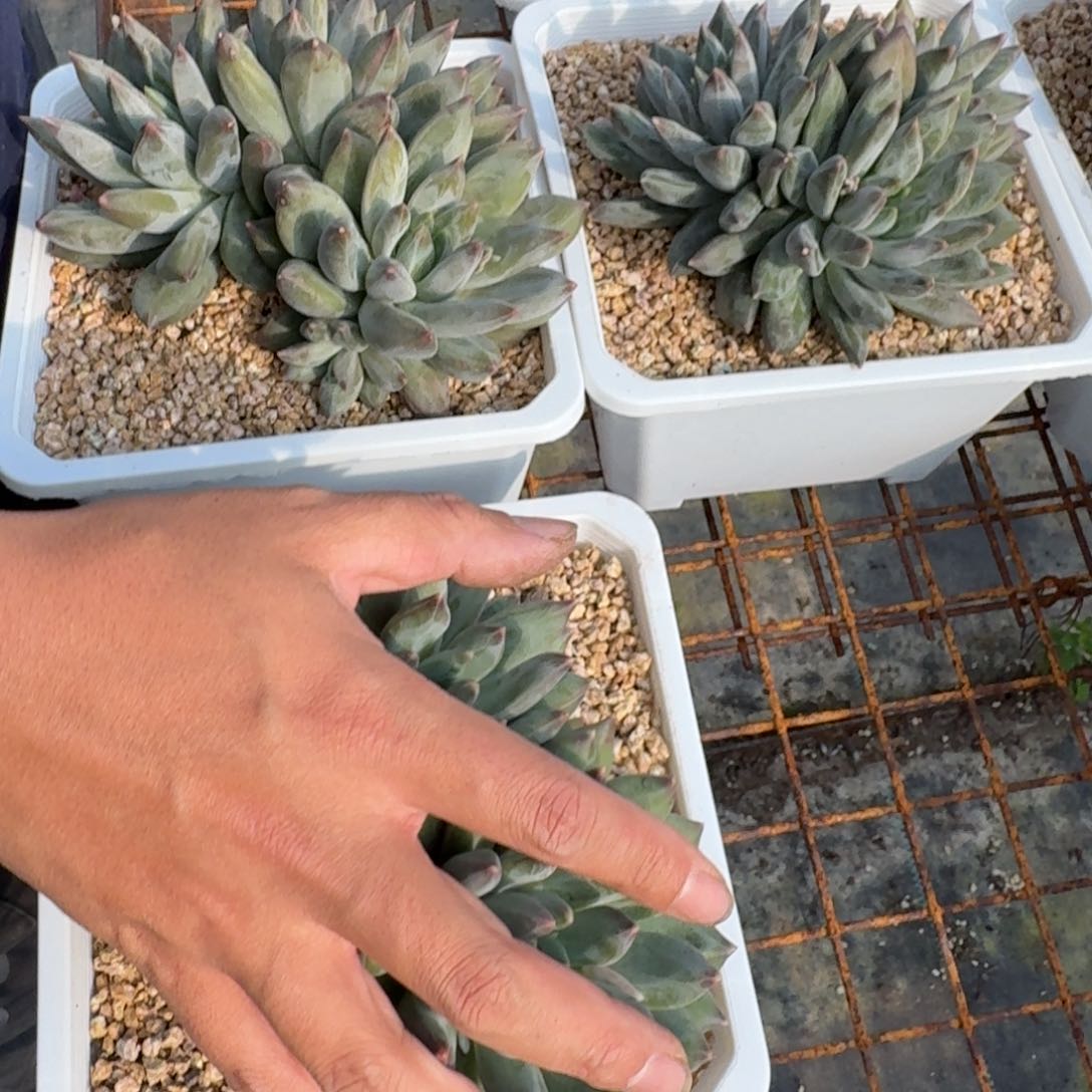 重楼群多肉植物3头起