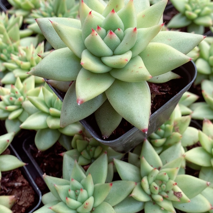 原始玛利亚   两颗        