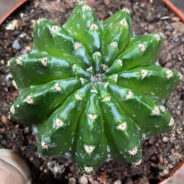 实生短刺彩草带盆土