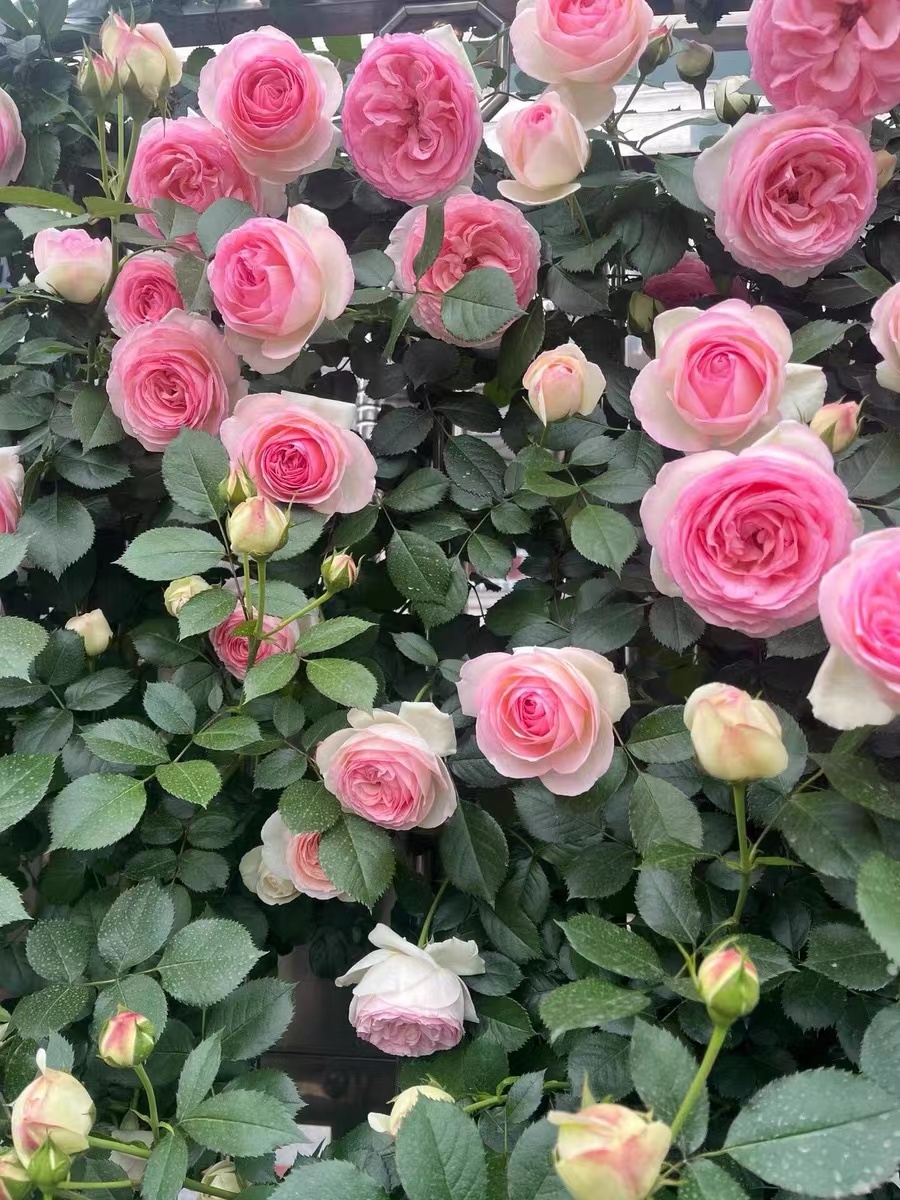 一物藤本月季大花浓香爬藤蔷薇花四季开花庭院玫瑰花