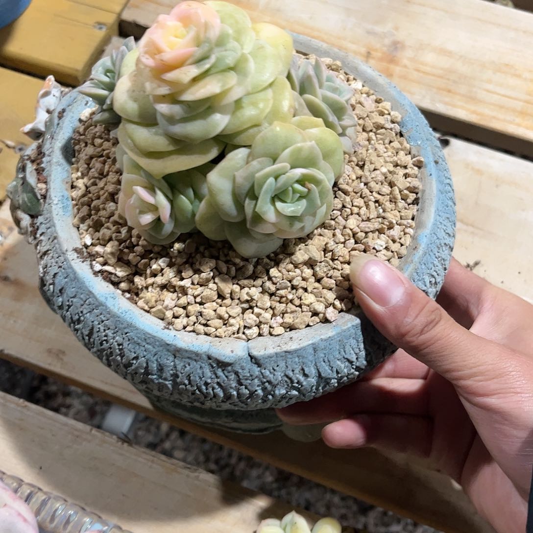 上**痕寄养链接的肉肉的