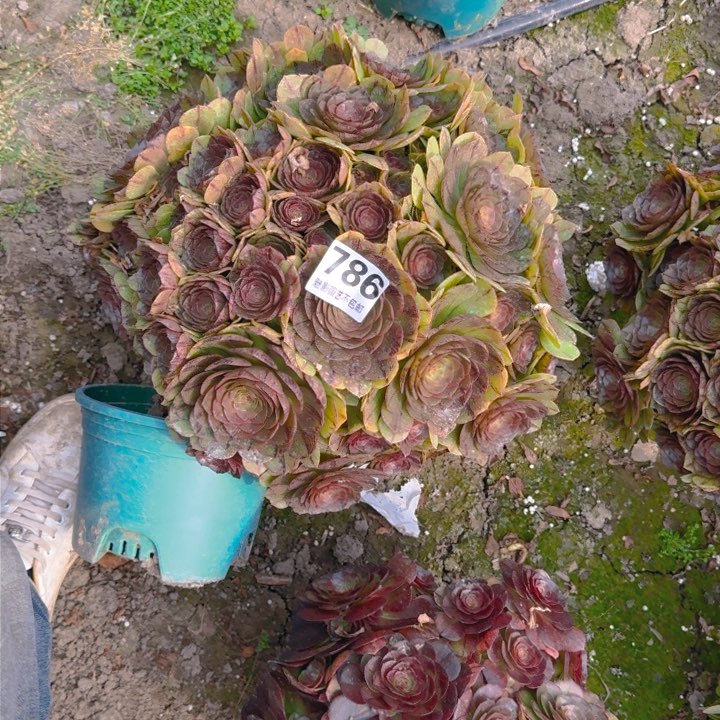 拉丝花27-13包邮花花