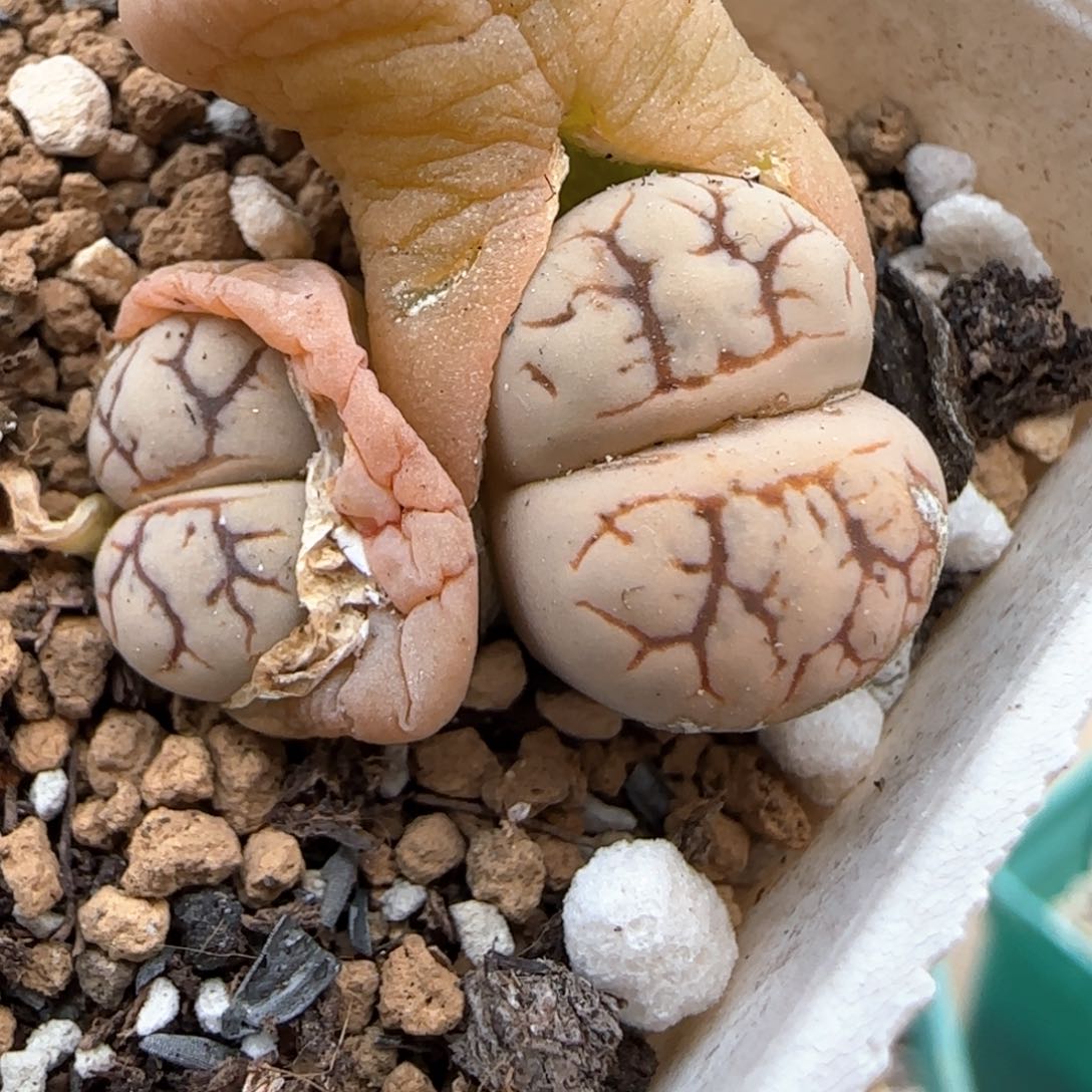 3.11，c188云映，有干疤，9008