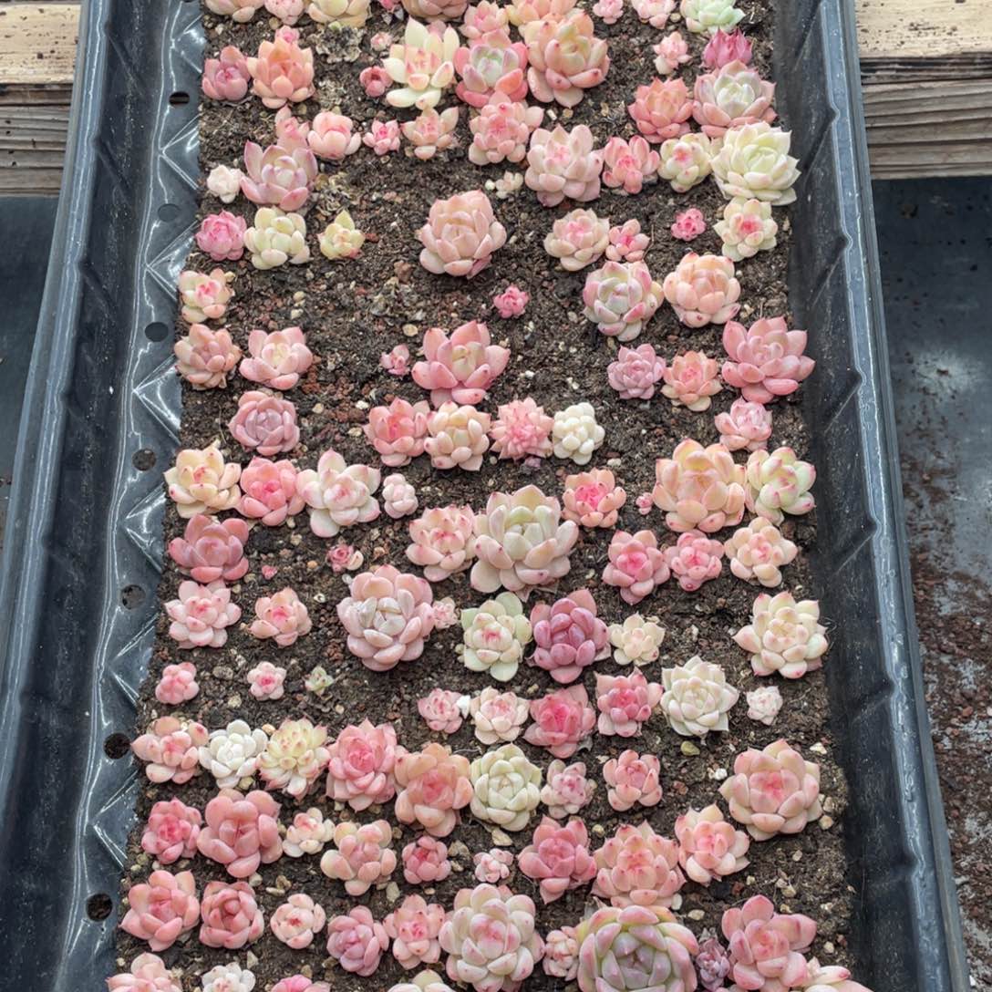 糕大上多肉植物668