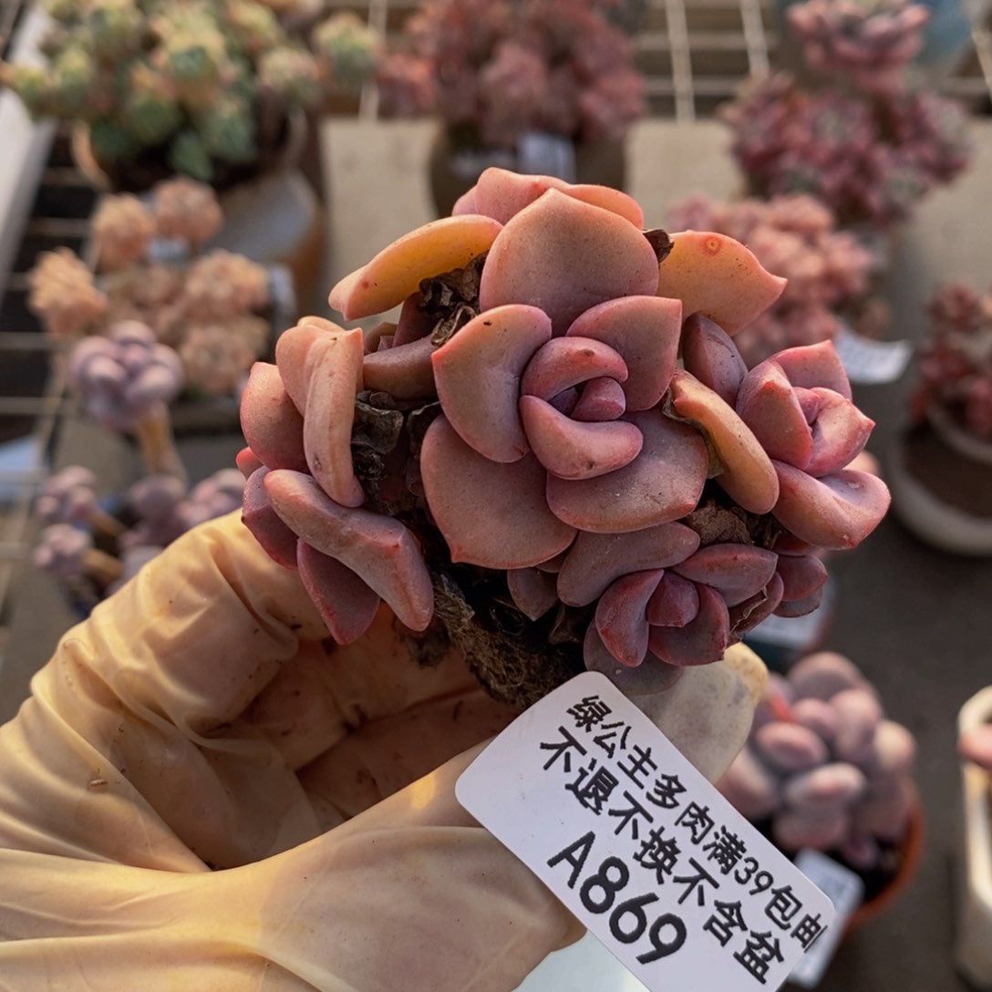 小*瓜 彩虹糖869/6c m多肉